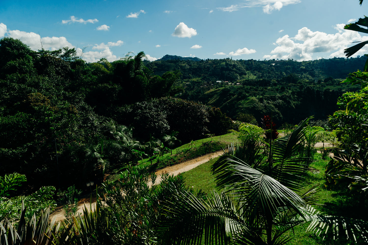 Colombia - Salado Blanco