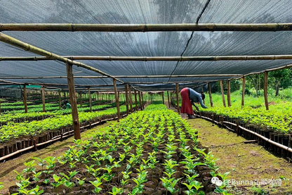 Ethiopia - Buku Abel 'China Beauty'