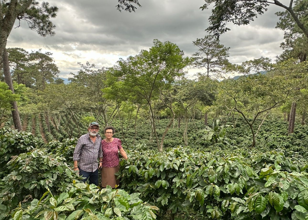 Honduras - El Campito Bourbon